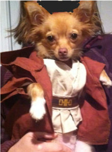 Yoda Dog